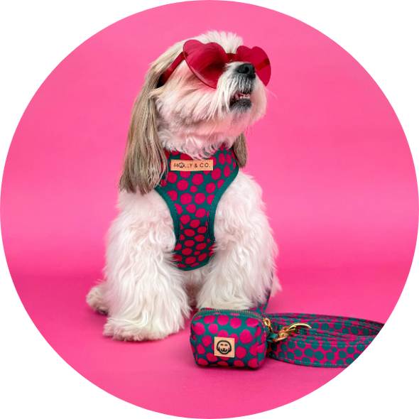 Polka Dogz