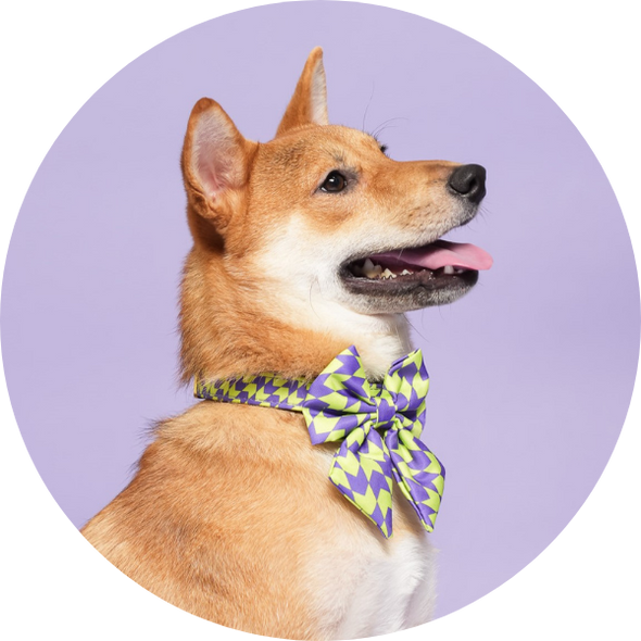 Fetch Master
