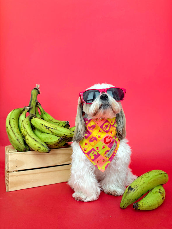 Pe Erre - Reversible Dog Bandana