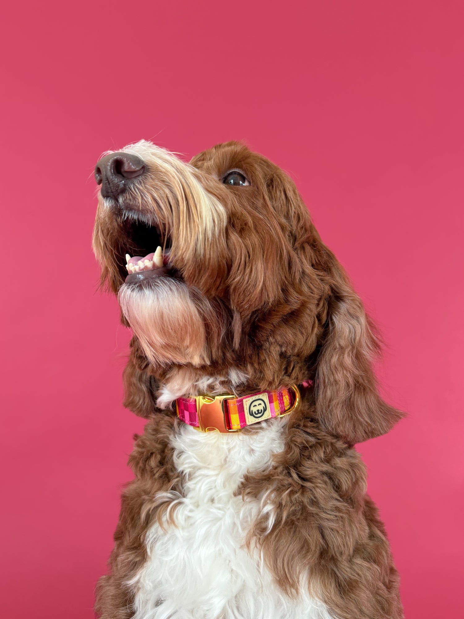 Odessa - Adjustable Dog Collar