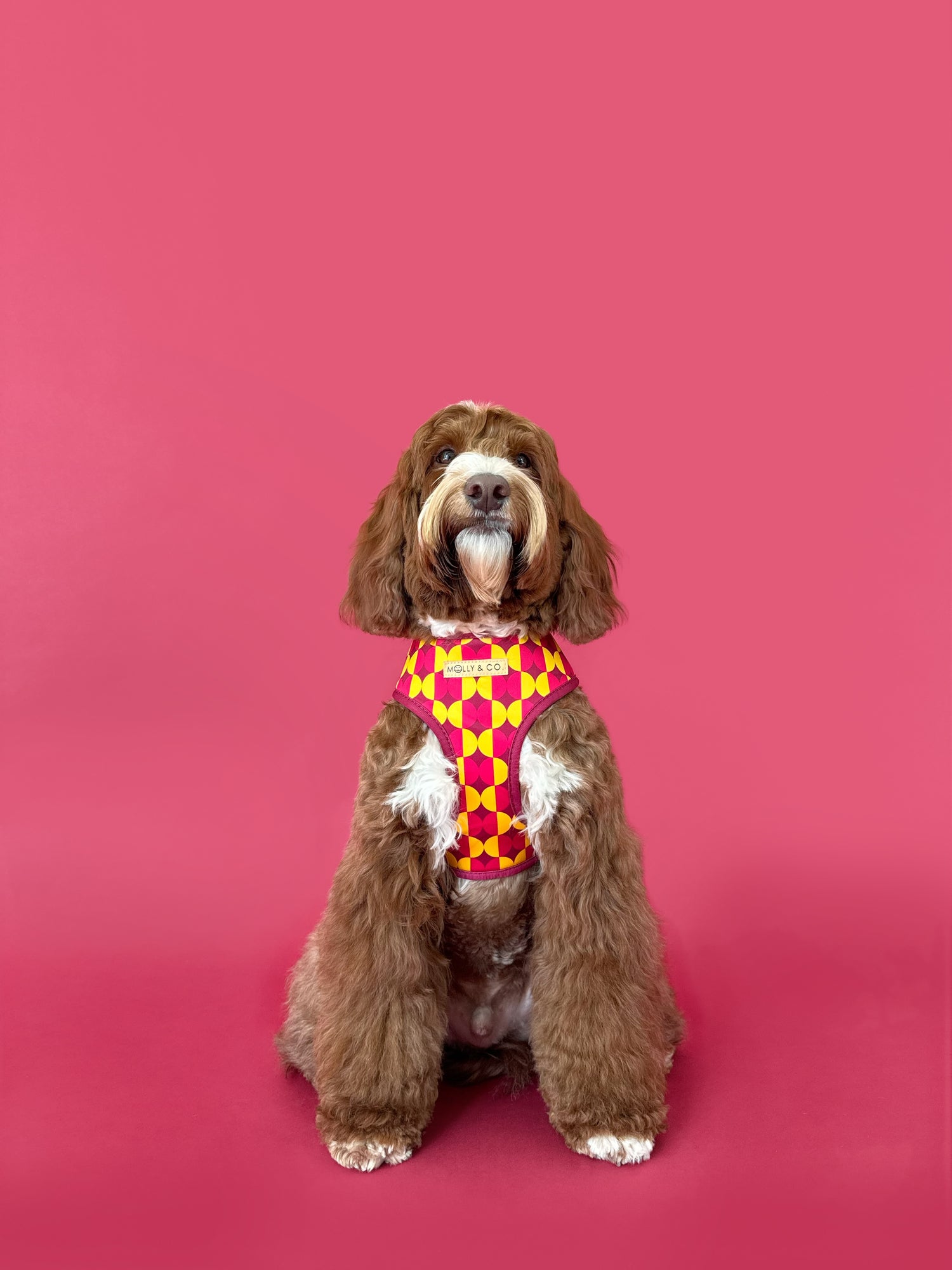 Odessa - Reversible Dog Harness