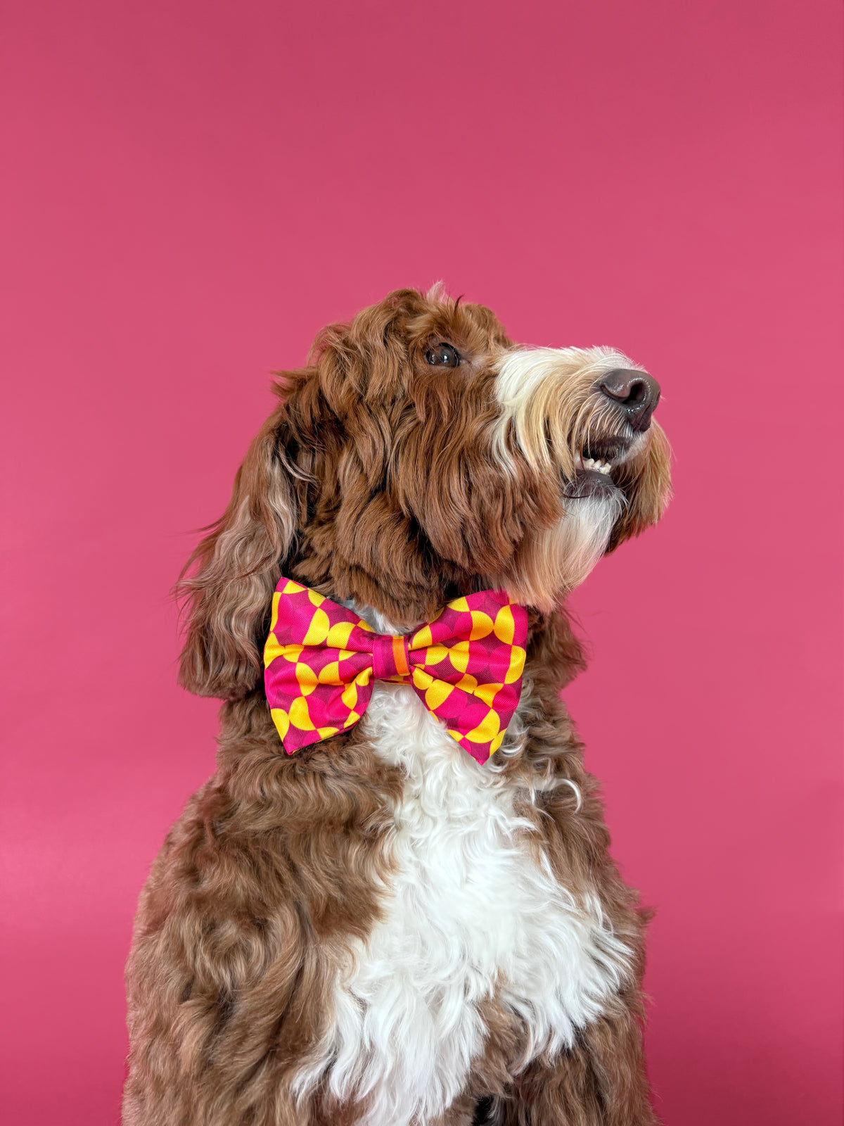 Odessa - Dog Bowtie