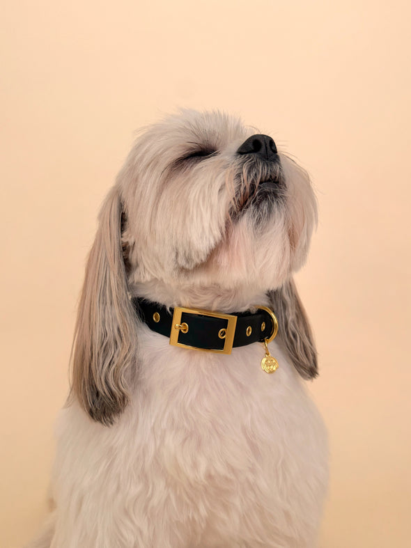 Midnight - Splashproof Dog Collar