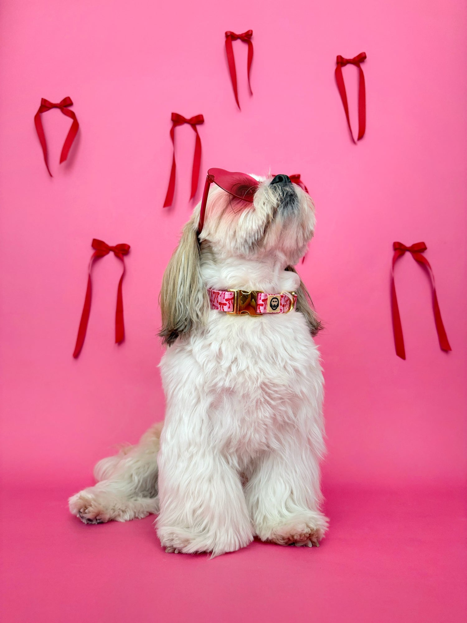 Coquette - Dog Collar