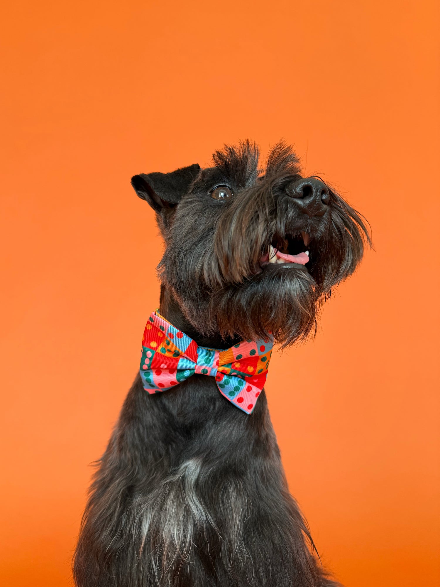 Doble Seis - Dog Bowtie