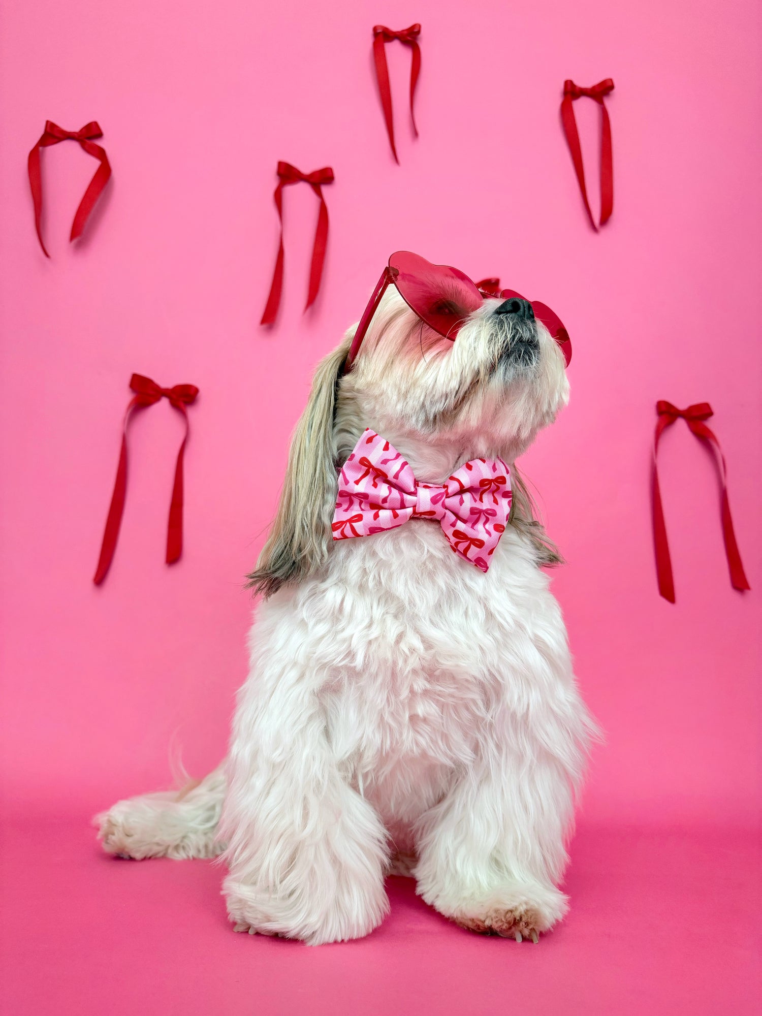 Coquette - Dog Bowtie