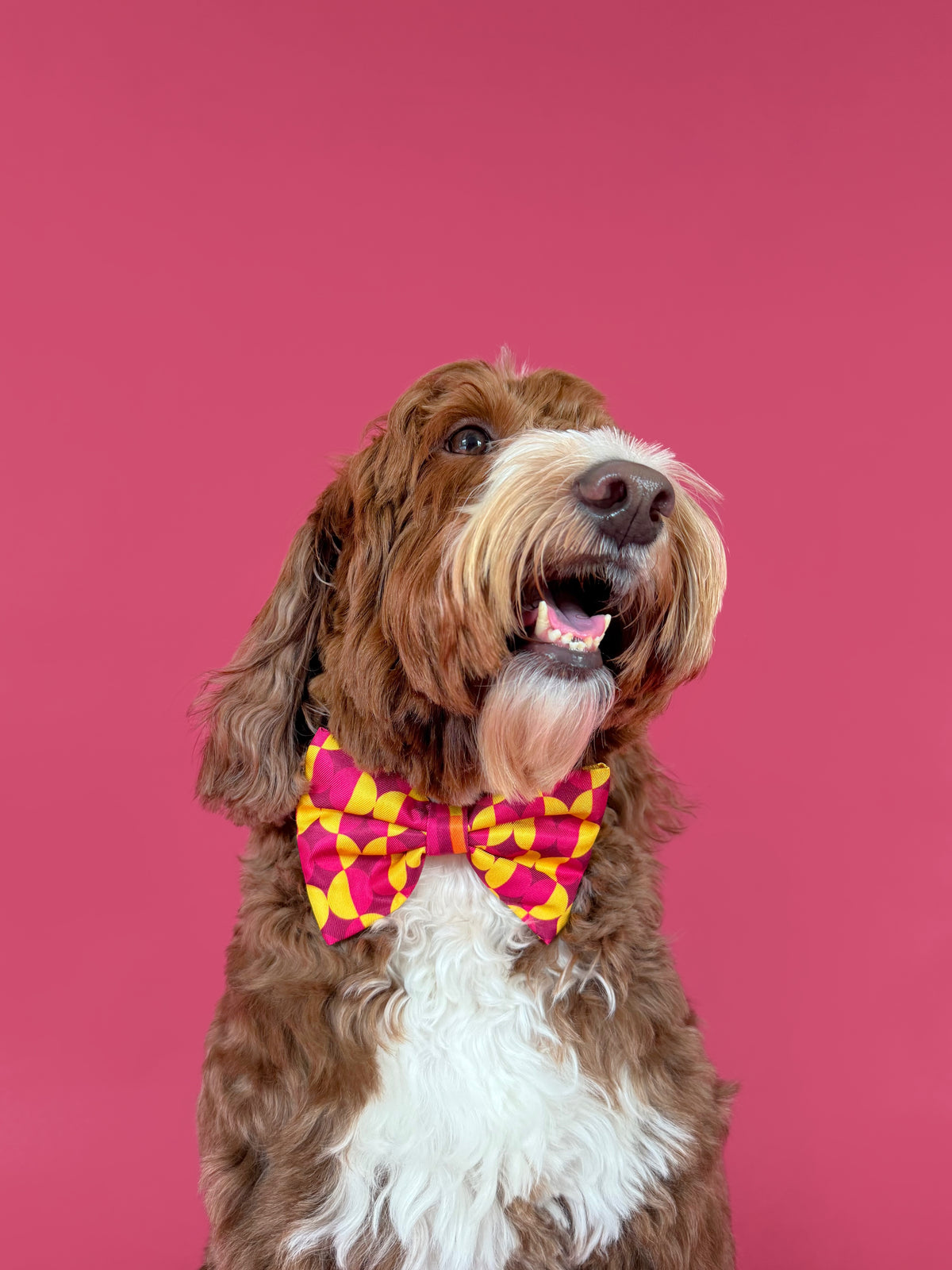 Odessa - Dog Bowtie