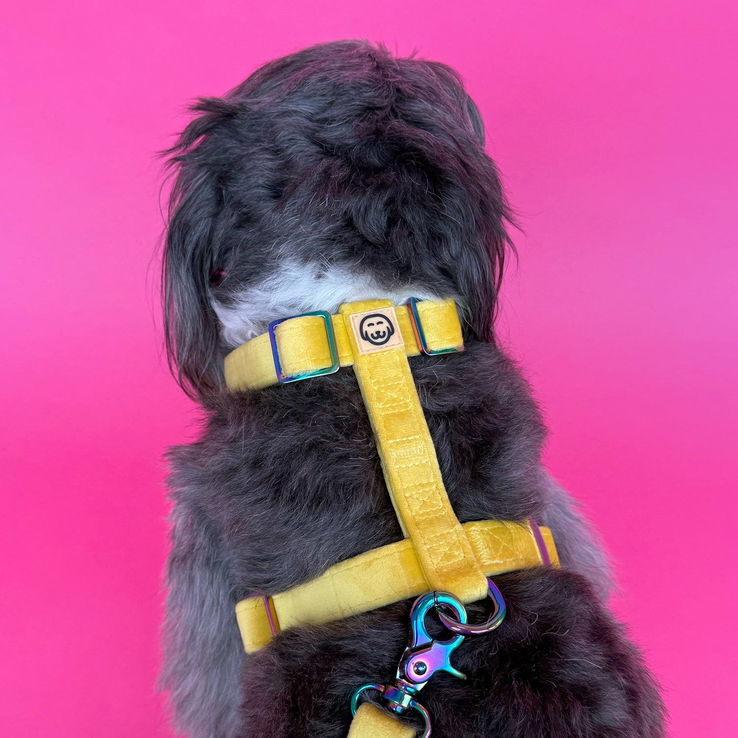 Sunshine Velvet - Walking Bundle