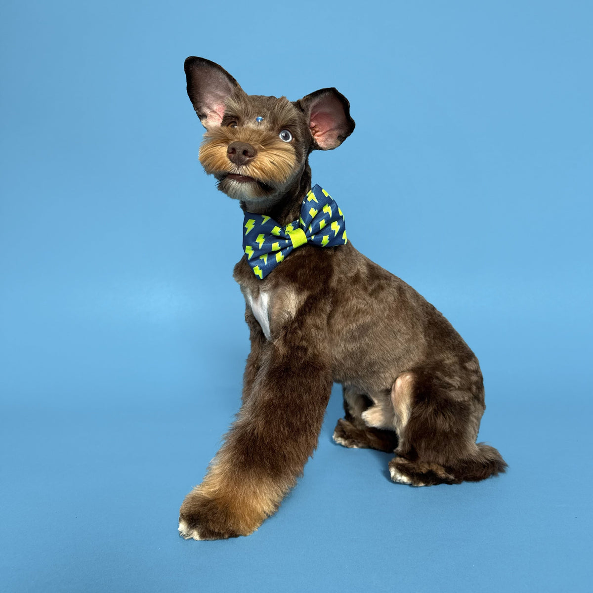 Bolt - Dog Bowtie
