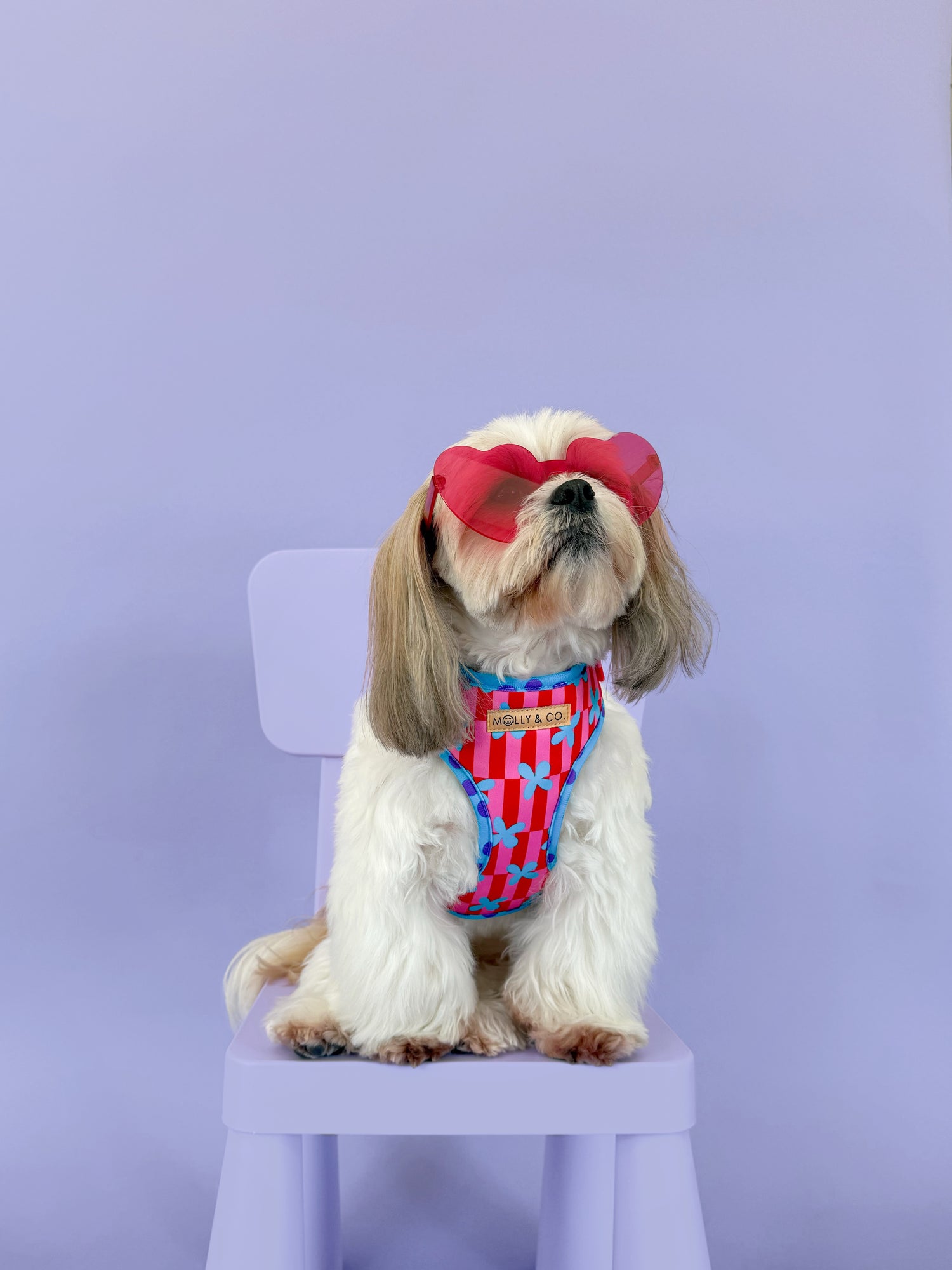 Supernova - Adjustable Dog Harness