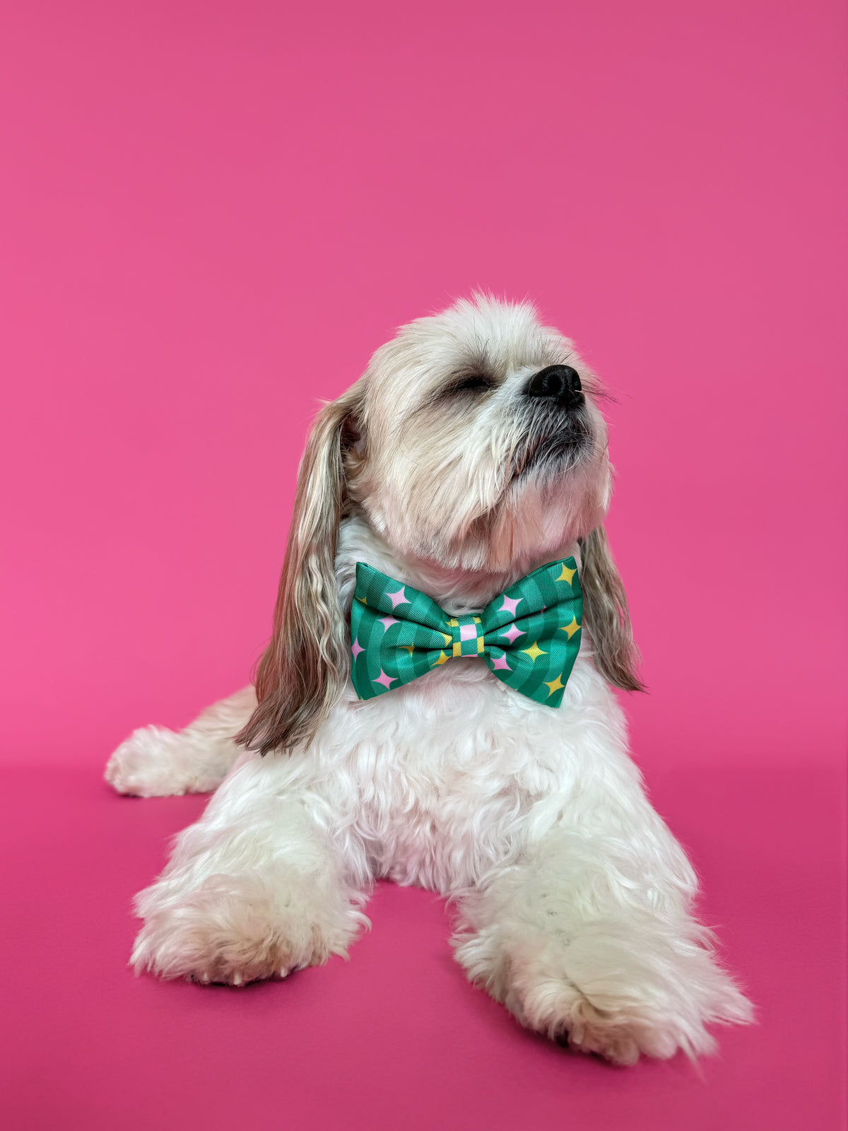 Misty - Dog Bowtie