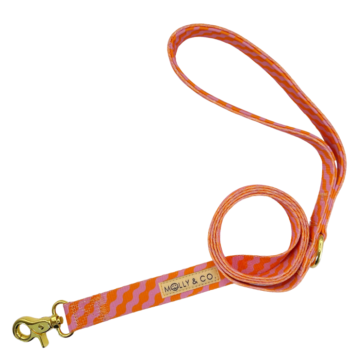 Mango - Dog Leash