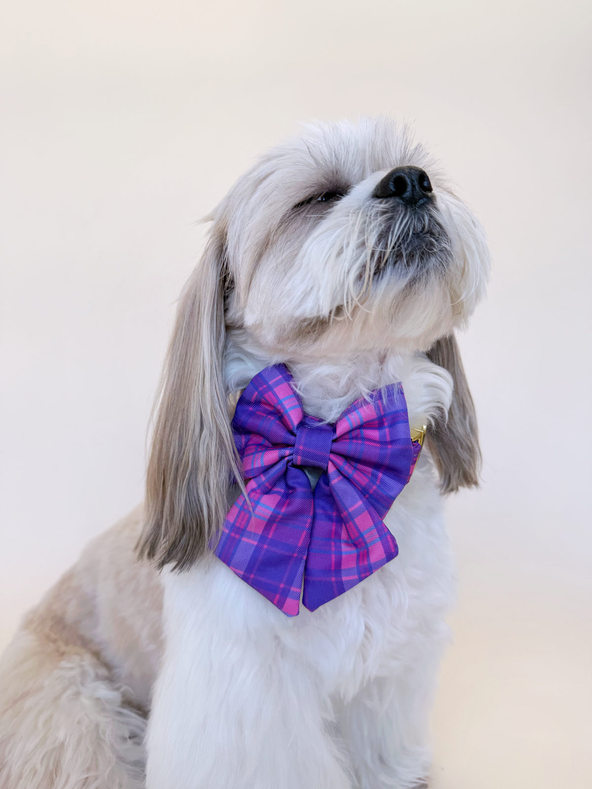 Pinkberry - Dog Bowtie
