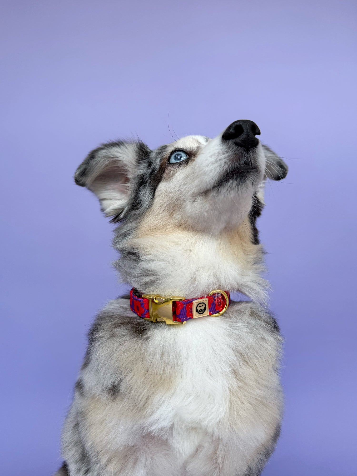 Mon Chéri - Dog Collar