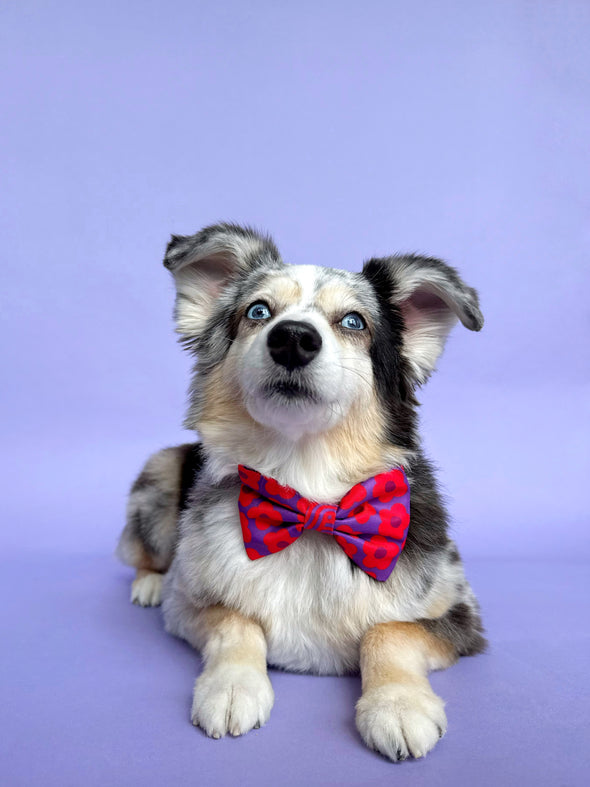 Mon Chéri - Dog Bowtie