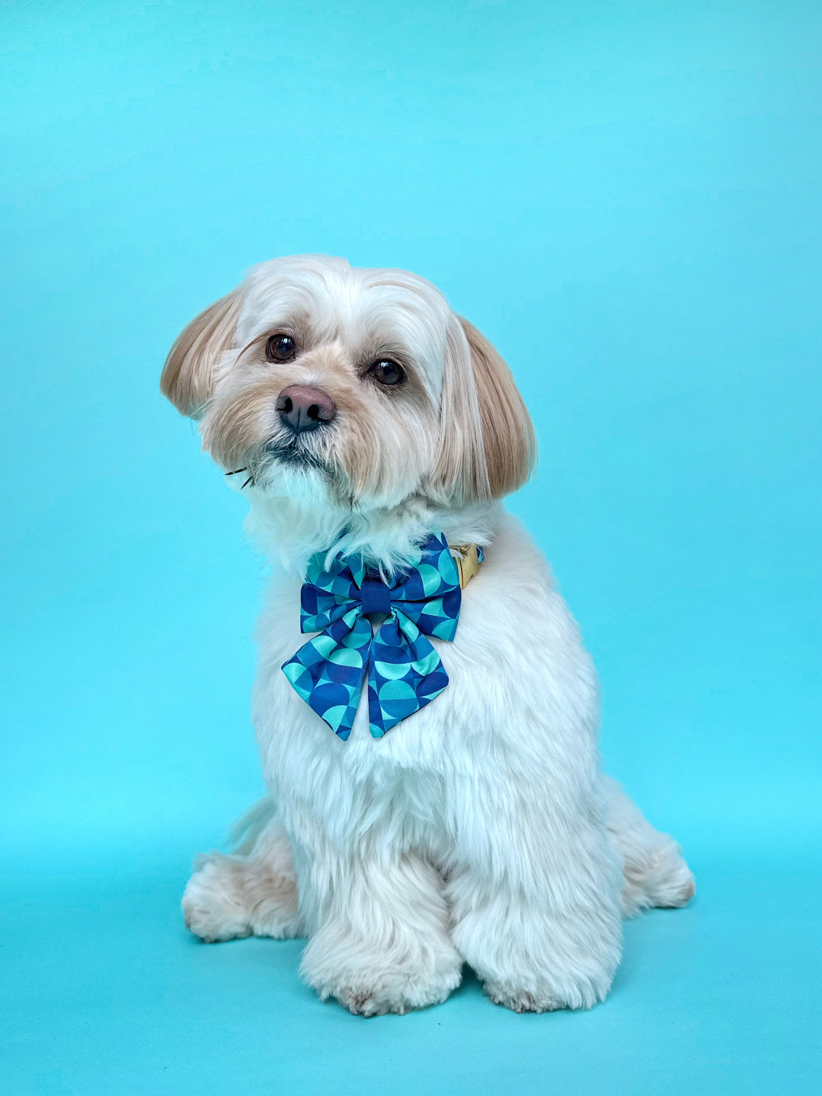 Milos - Dog Bowtie
