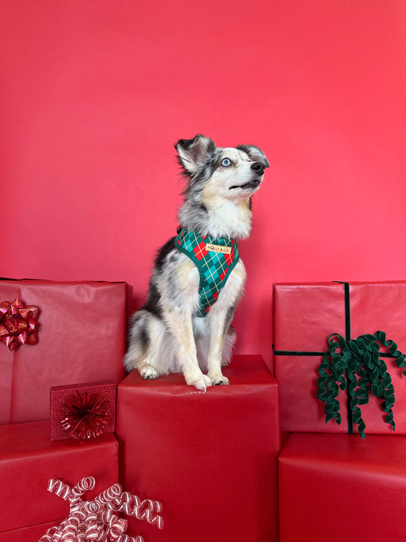 Evergreen Argyle - Adjustable Dog Harness