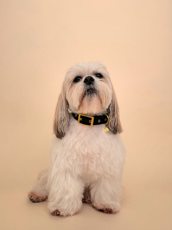 Midnight - Splashproof Dog Collar