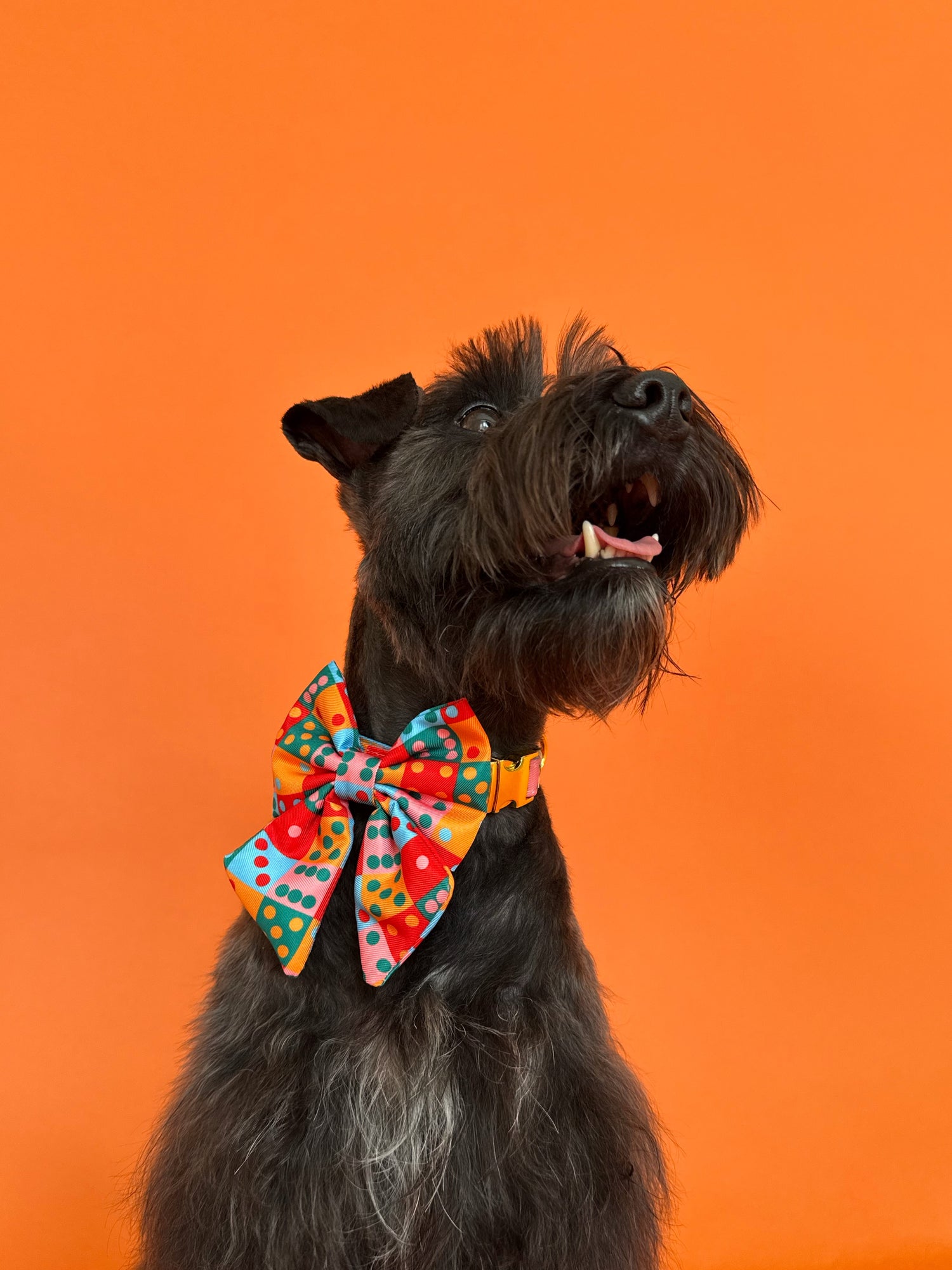 Doble Seis - Dog Sailor Bowtie
