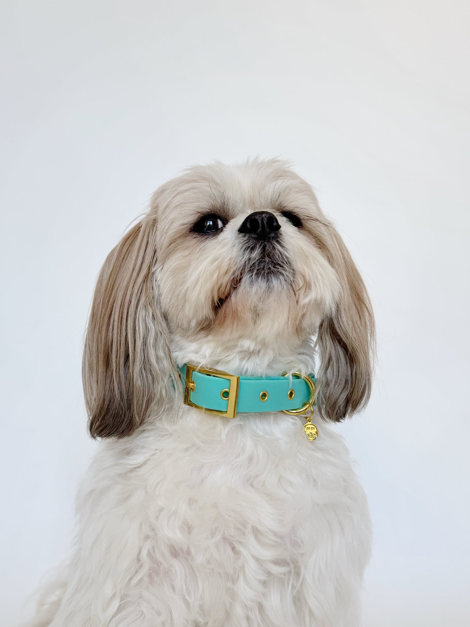 Molly - Splashproof Dog Collar