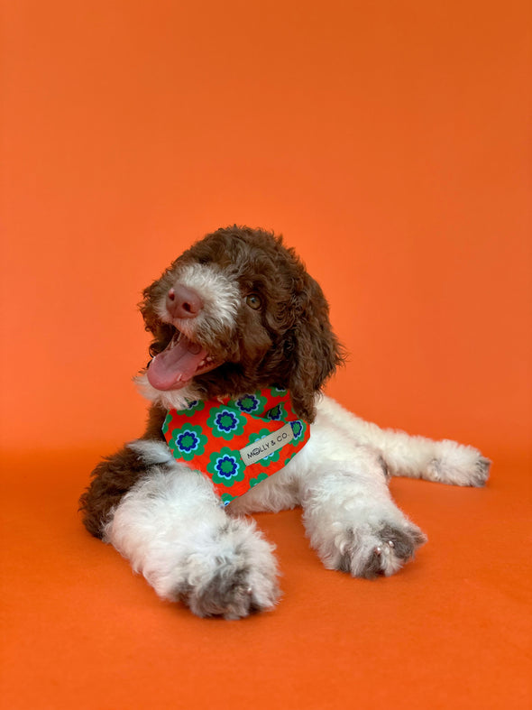Sorrento - Reversible Dog Bandana