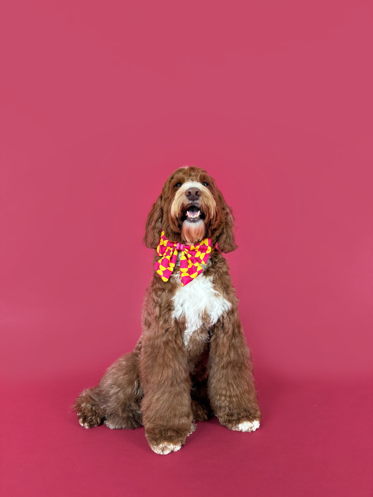 Odessa - Dog Bowtie