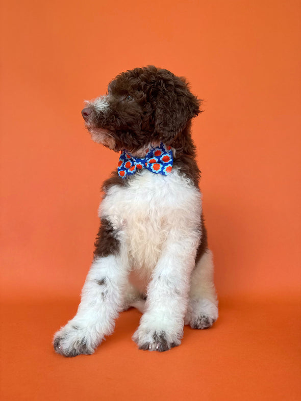 Sorrento - Dog Bowtie
