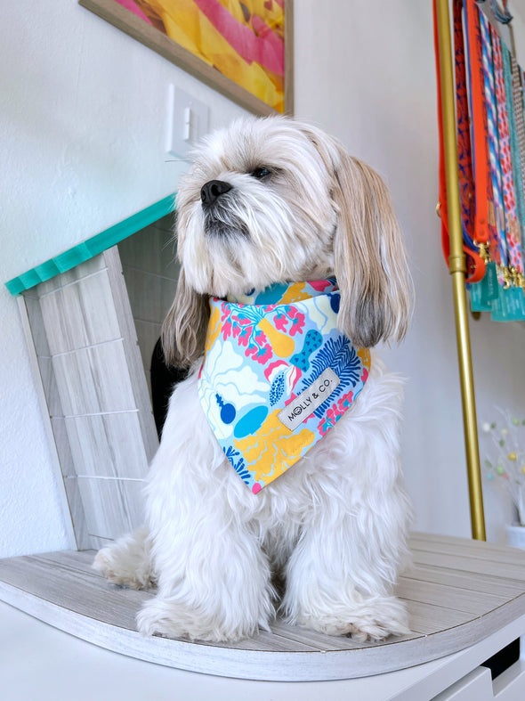 Pots - Reversible Dog Bandana