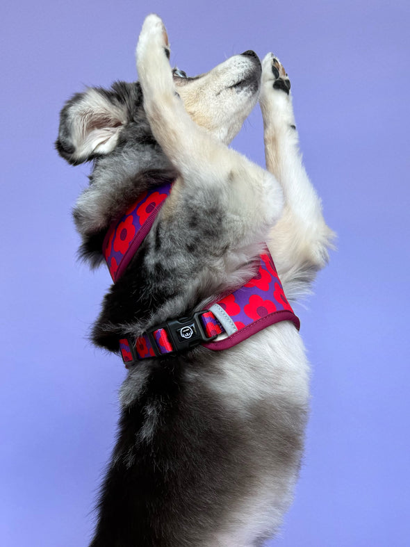 Mon Chéri - Reversible Dog Harness