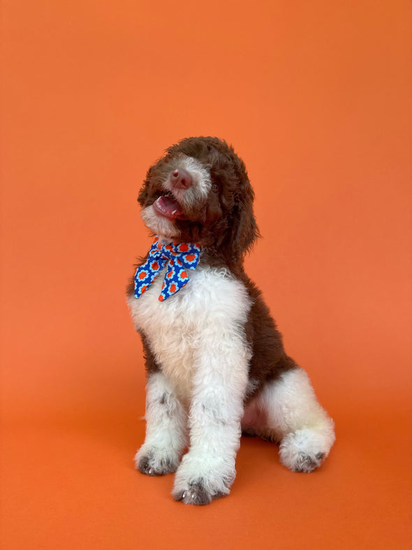 Sorrento - Dog Sailor Bowtie