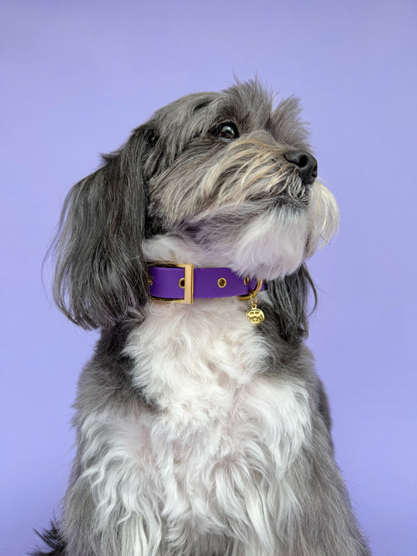 Purple Haze - Splashproof Dog Collar