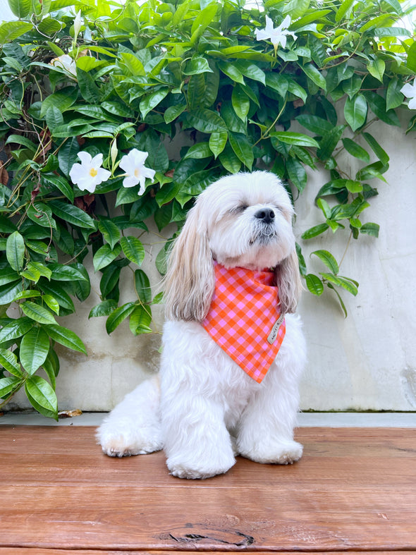 Mango - Reversible Dog Bandana