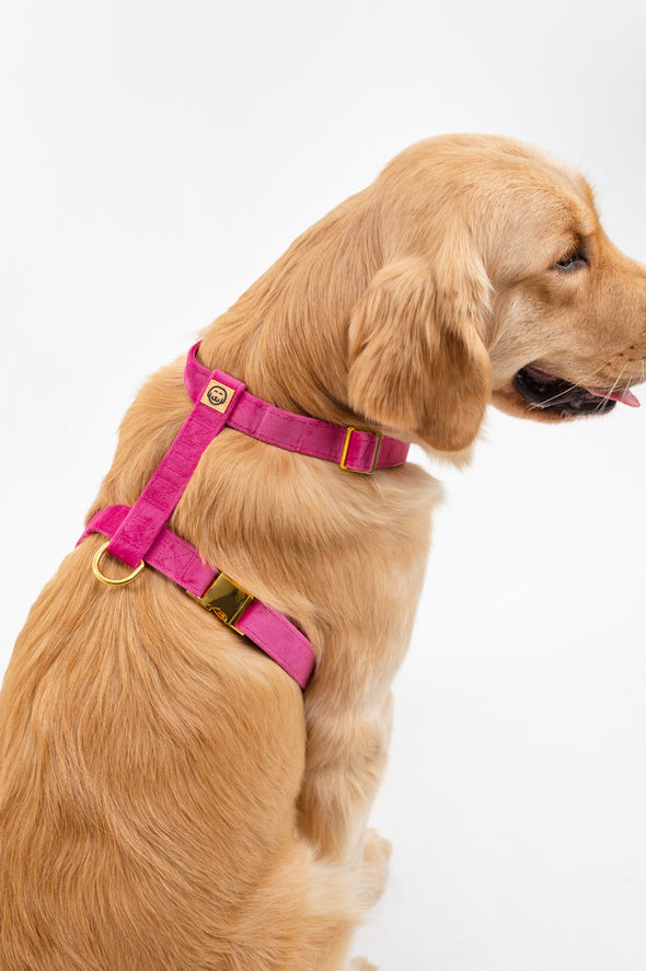 Rose Velvet - Adjustable Strap Dog Harness