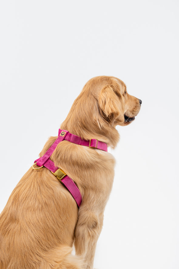 Rose Velvet - Adjustable Strap Dog Harness