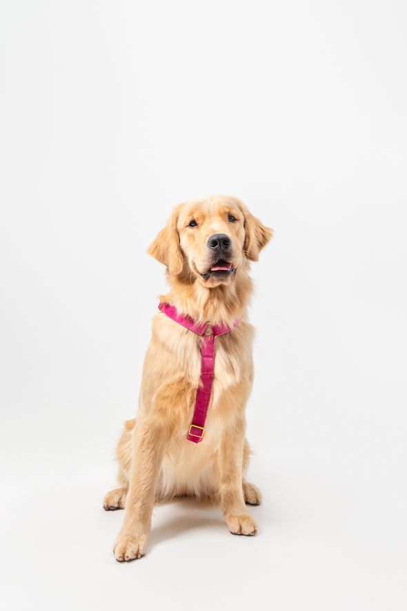 Rose Velvet - Adjustable Strap Dog Harness