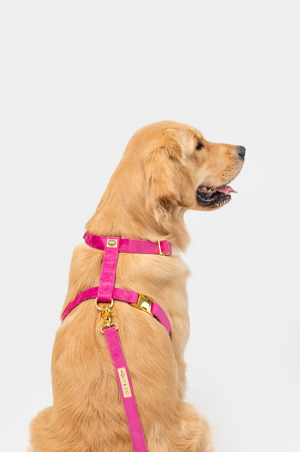 Rose Velvet - Adjustable Strap Dog Harness