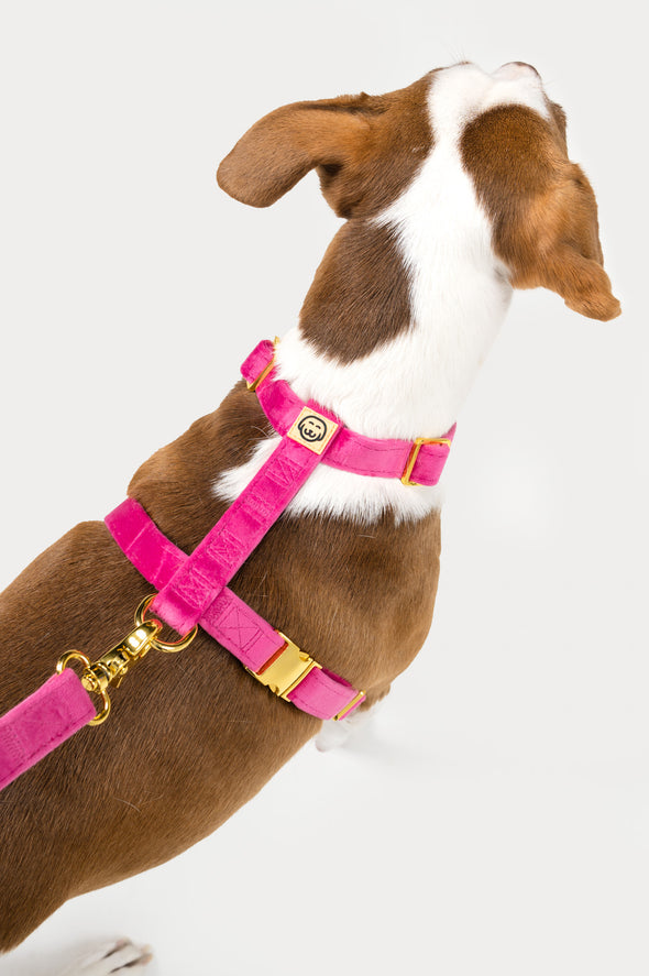 Rose Velvet - Adjustable Strap Dog Harness