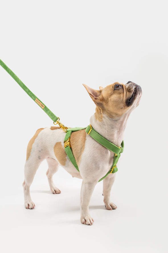 Fern Velvet - Adjustable Strap Dog Harness