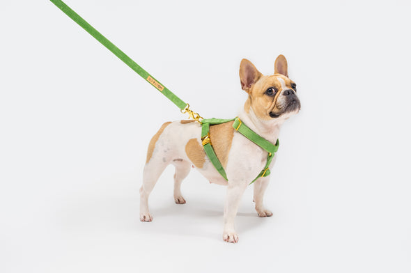 Fern Velvet - Adjustable Strap Dog Harness