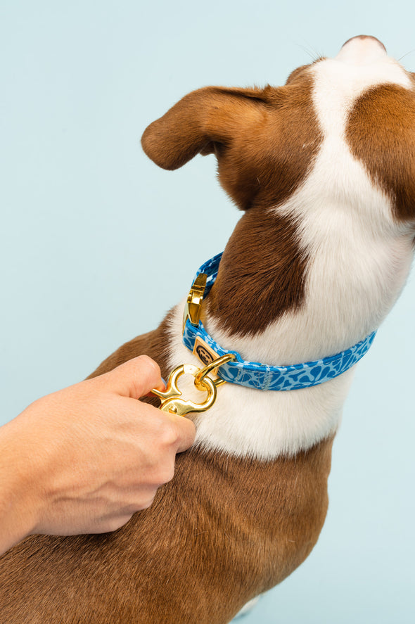 Blue Marina - Dog Leash - FINAL SALE