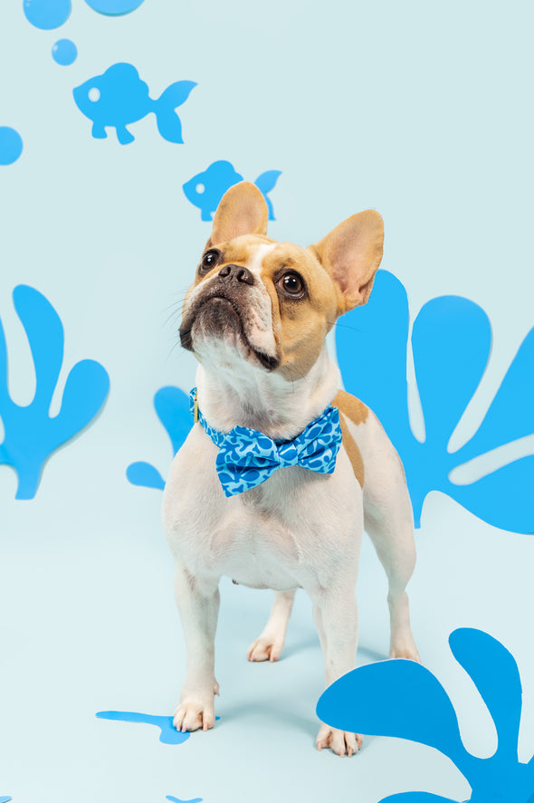 Blue Marina - Dog Bowtie