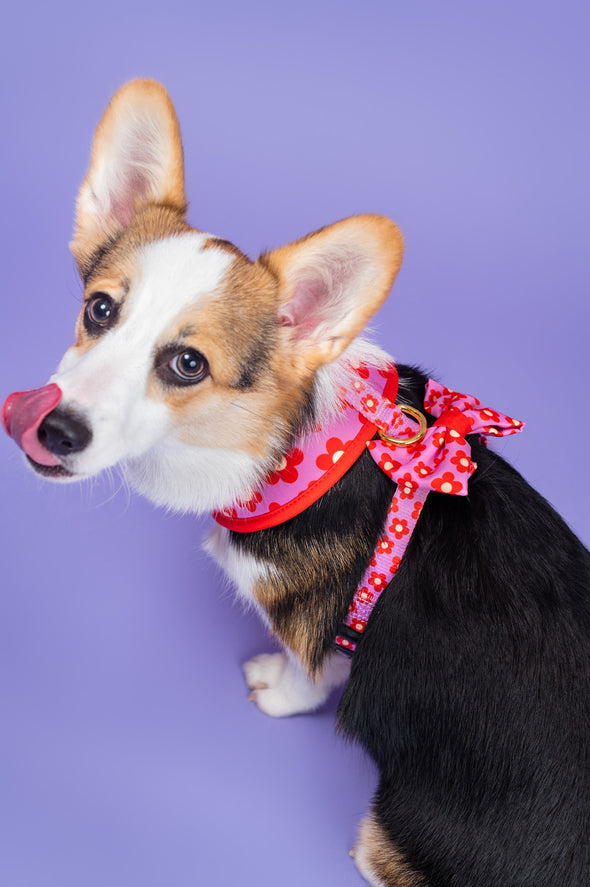 Wildflower - Dog Bowtie