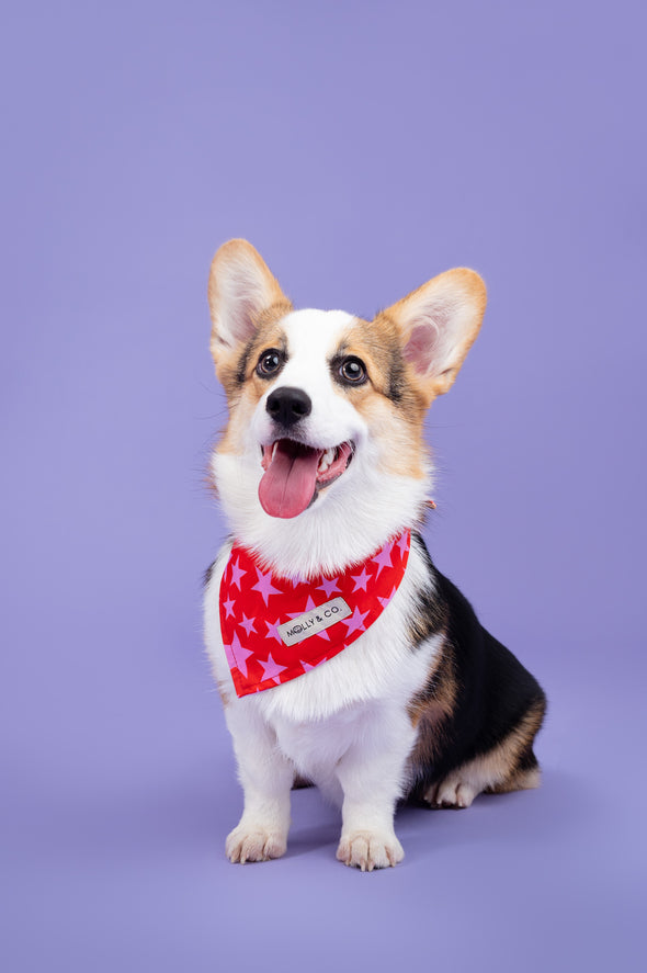 Wildflower - Reversible Dog Bandana