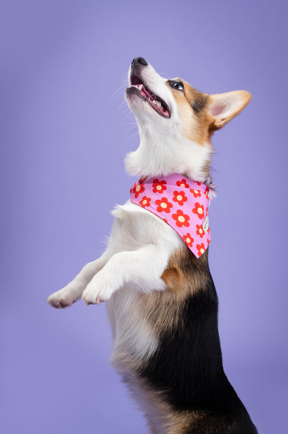 Wildflower - Reversible Dog Bandana