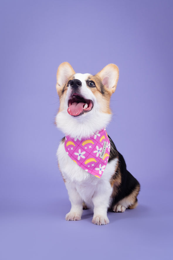 Barkie World - Reversible Dog Bandana