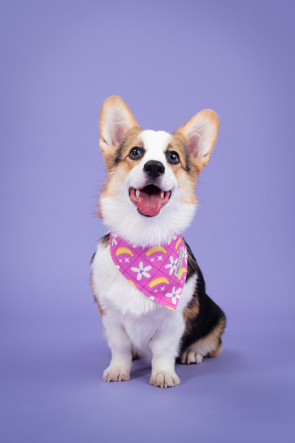 Barkie World - Reversible Dog Bandana