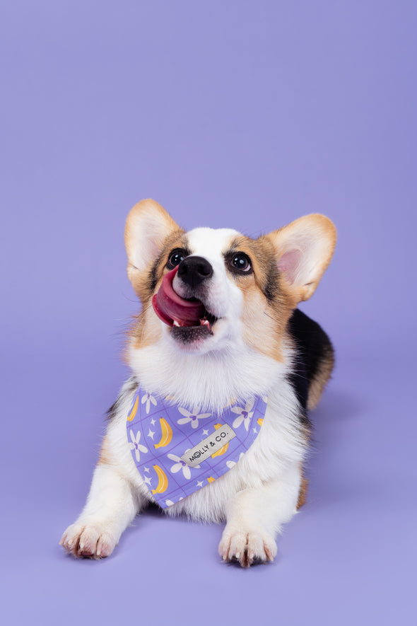 Barkie World - Reversible Dog Bandana