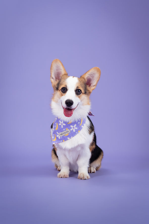 Barkie World - Reversible Dog Bandana