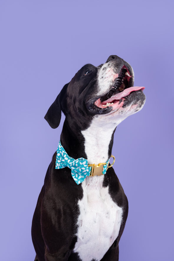 Seafoam - Dog Bowtie - FINAL SALE