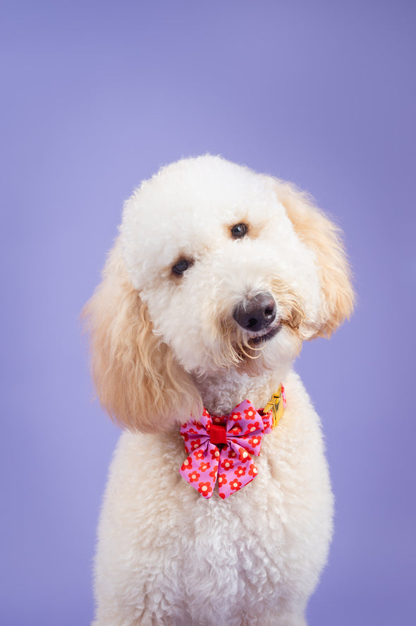 Wildflower - Dog Sailor Bowtie